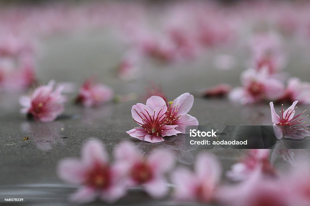 pink sakura falled on ground Beauty Stock Photo