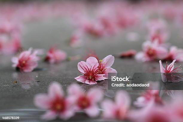 Pink Sakura Falled On Ground Stock Photo - Download Image Now - Beauty, Beauty In Nature, Beginnings