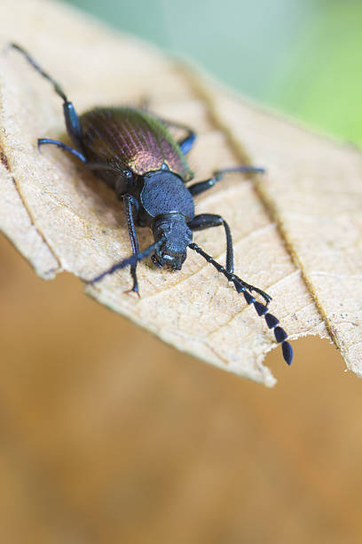 istock Brazilian Insect 468579222