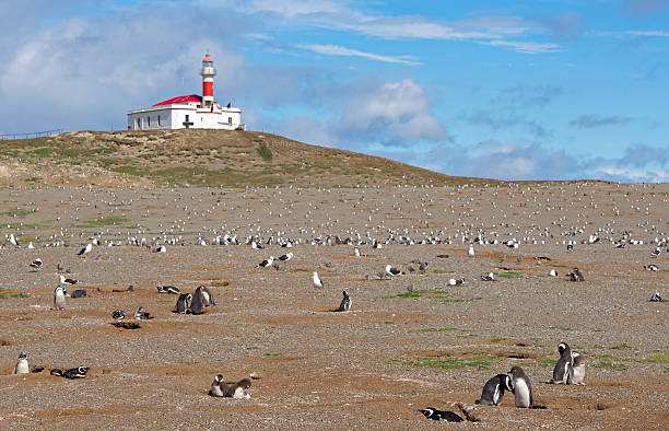 istock Penguin`s colony on the Magdalena Island 468583035