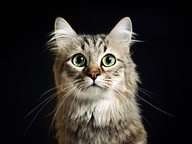 Cat portrait Studio portrait of a cat staring at camera. animal ear stock pictures, royalty-free photos & images