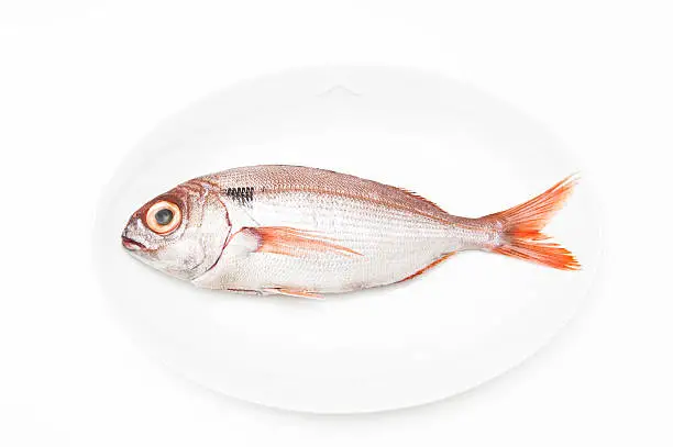 Pezzogna fish, variety of seabream, on white plate and white background