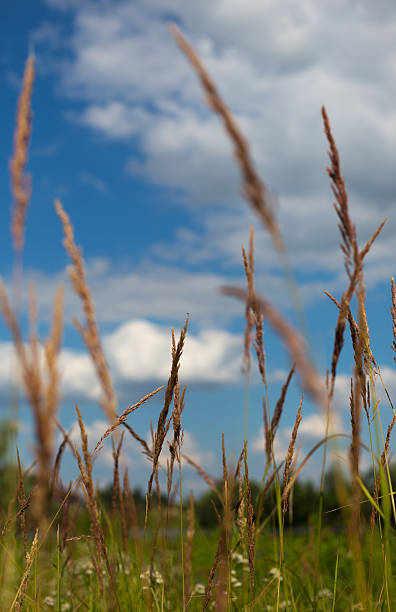 istock Ears and small daisies against cloudy sky 468584366