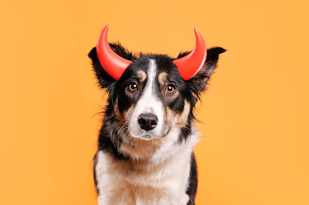 작은 경견 - devil dogs 뉴스 사진 이미지