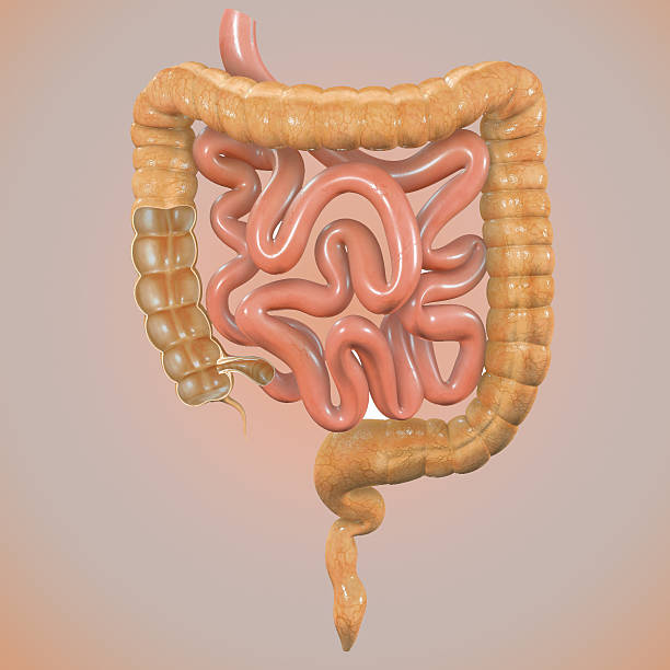 istock Intersection of large intestine 468584668