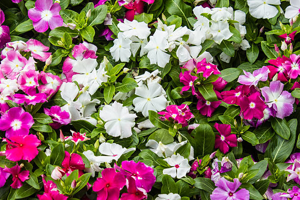 istock beautiful pink vinca flowers 468584888