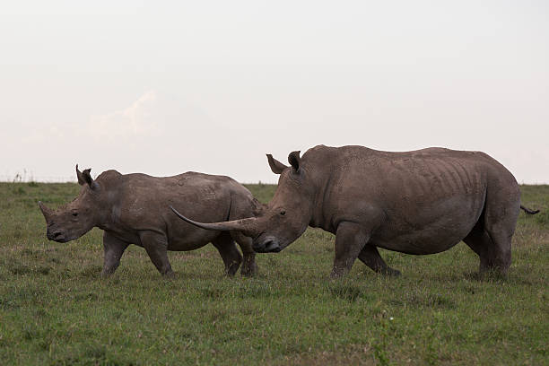 istock Rhinocerus with large horn and baby 468585270