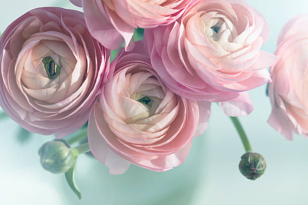 istock Bouquet of pink ranunculus in vase 468585550