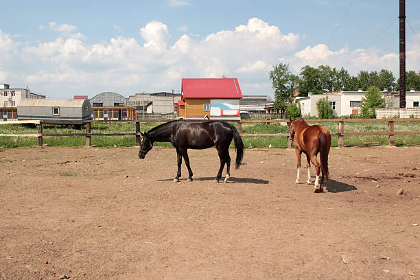 Two horses behind the fence eating dandelions.