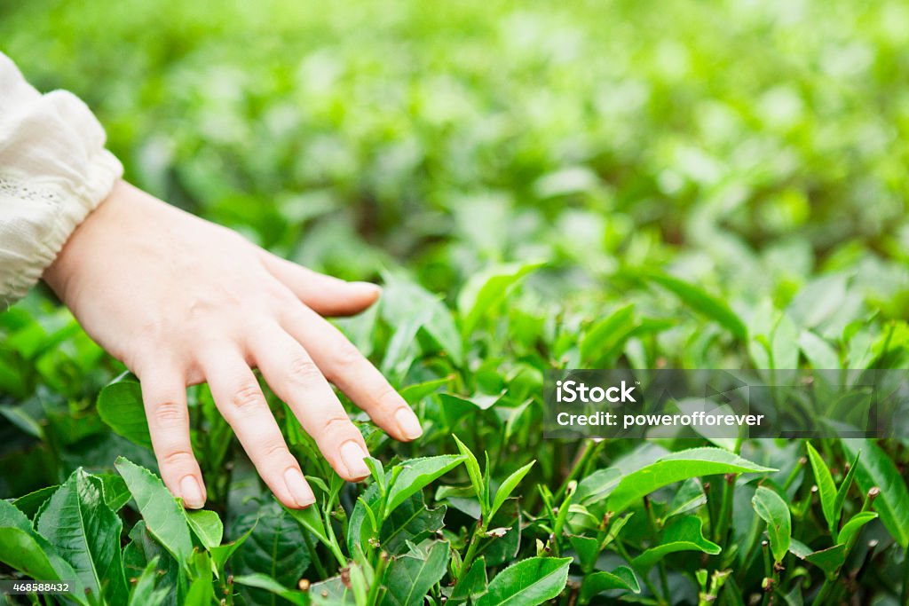 Handshake Over Tea Hand Brushing Over Tea Shrubs Stock Photo - Download Image Now - 2015 ...