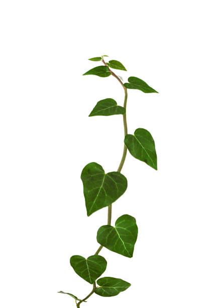 istock ivy plant isolated 468588624