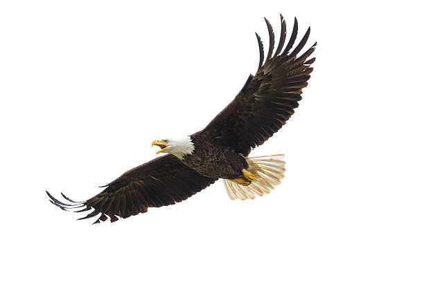 American Bald Eagle in Flight Majestic Texas Bald Eagle in flight against a white background flying stock pictures, royalty-free photos & images