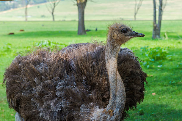 istock Ostrich, South Africa. December 19, 2014 468589534
