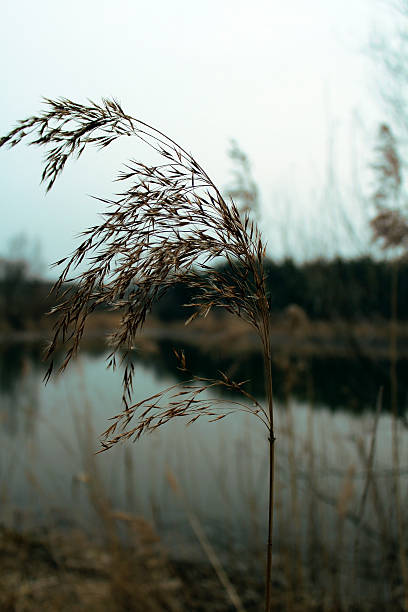istock lake in the morning 468589762