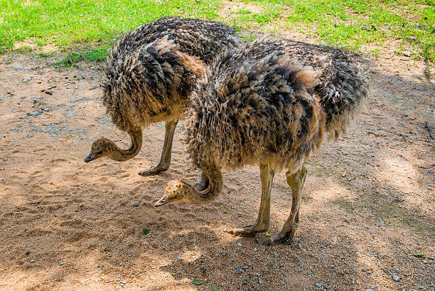 istock Ostrich, South Africa. December 19, 2014 468590706