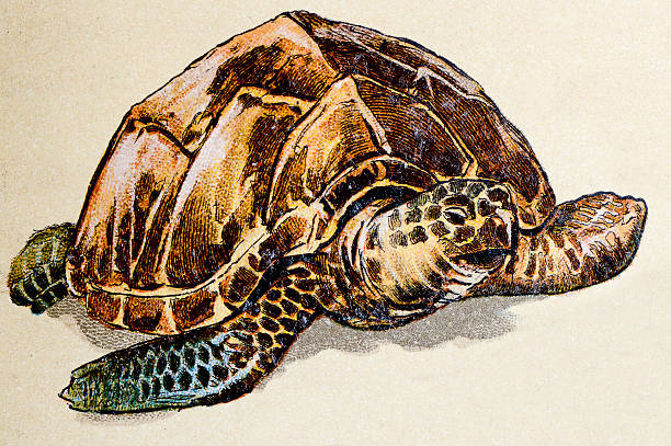 istock Hawksbill sea turtle, reptiles animals antique illustration 468591222