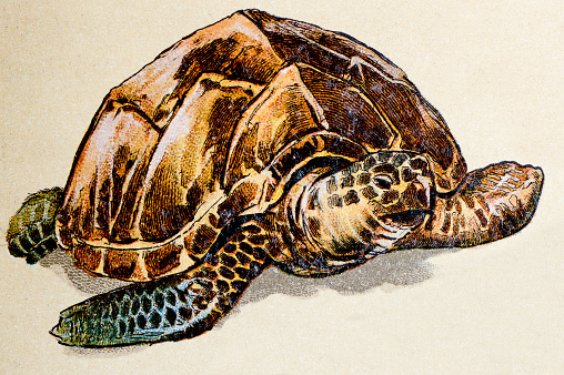 Hawksbill sea turtle, reptiles animals antique illustration