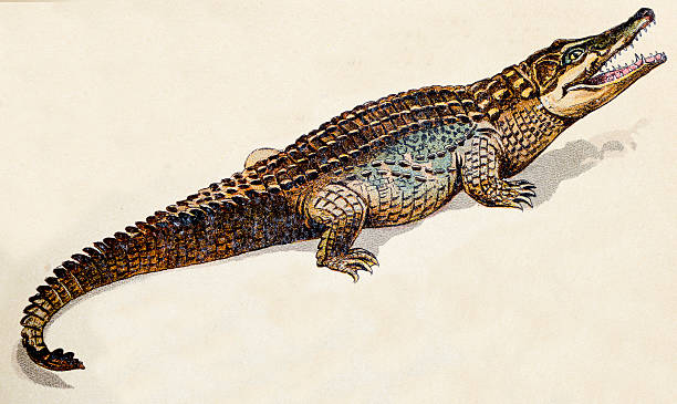Crocodile, reptiles animals antique illustration Crocodile, reptiles animals antique illustration crocodile stock illustrations