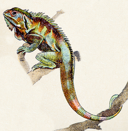 Lesser Antillean Iguana, reptiles animals antique illustration