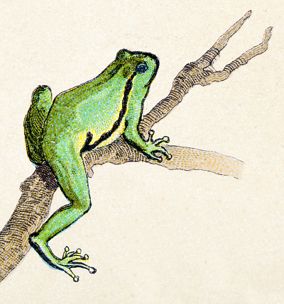 American green tree frog, reptiles animals antique illustration
