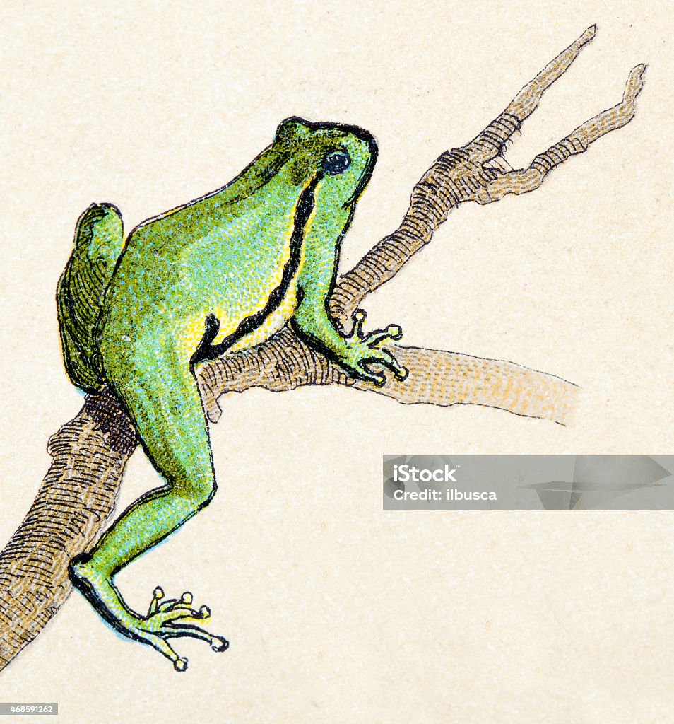 American green tree frog, reptiles animals antique illustration Frog stock illustration