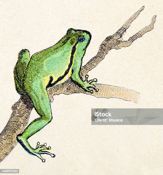 American Green Tree Frog Reptiles Animals Antique Illustration Stock Illustration - Download Image Now