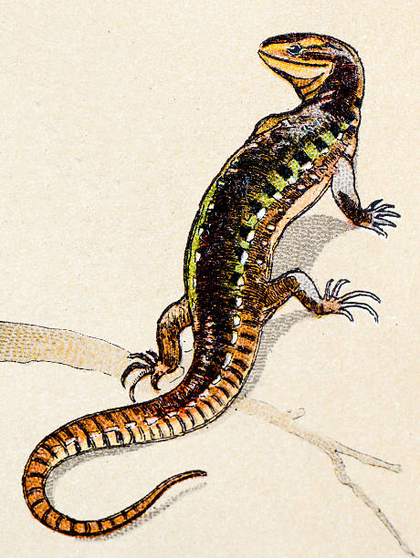 ilustraciones, imágenes clip art, dibujos animados e iconos de stock de lagarto de arena y reptiles animales antigüedades de ilustración - lacerta agilis