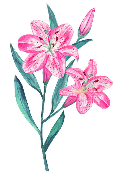 istock Watercolor pink lily flowers with leaves 468591300