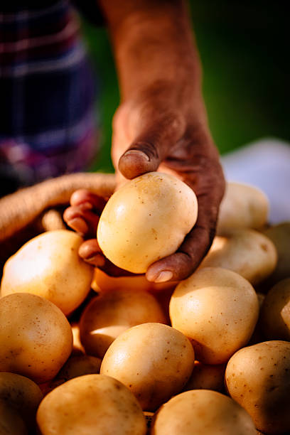 istock Healthy nutritious and organic potatoes 468594182