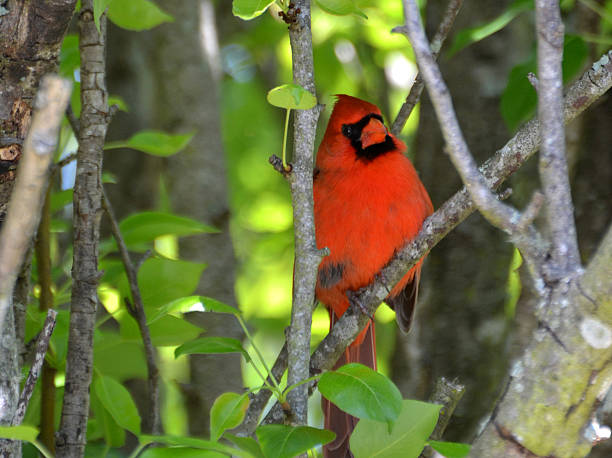 istock Red Male Cardinal In Pear Tree 468594918