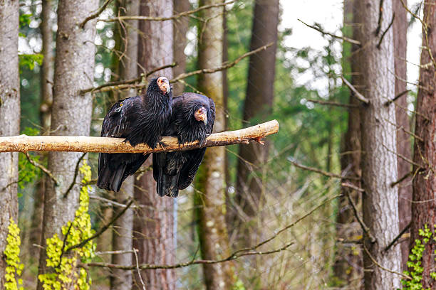 California Condors stock photo
