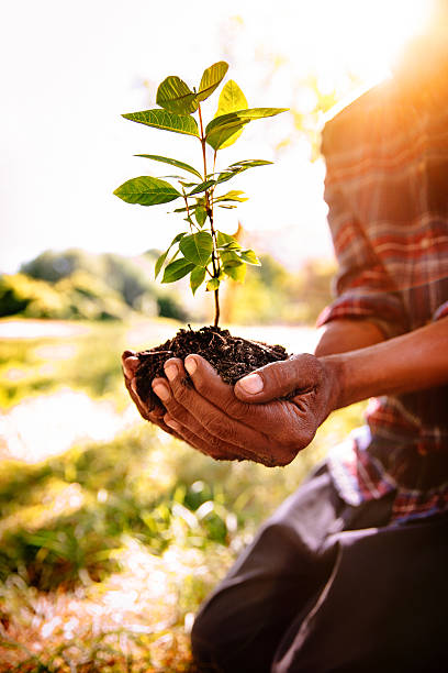 почвы и солнечного света в новом весна дерево - sapling стоковые фото и изображения