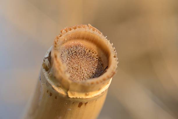 istock Sieves in aerenchyma of reedhizom 468597846
