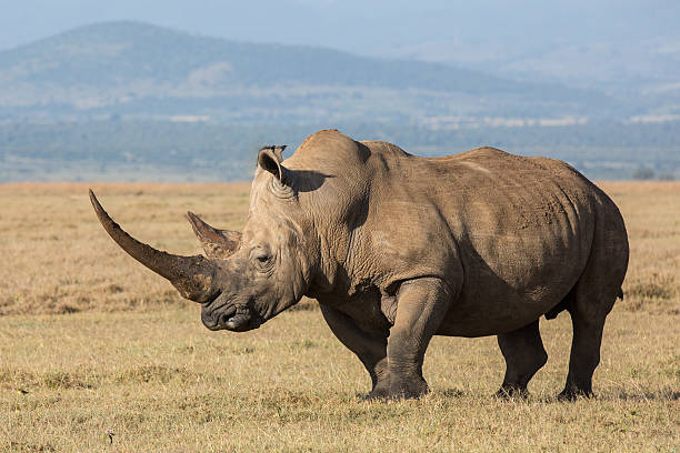 istock White rhinocerus with large horn 468597966