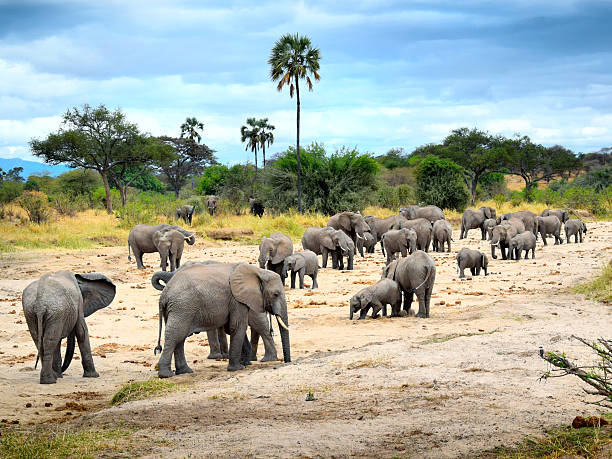 Large pride of Elephants are digging sand for a water Large pride of Elephants are digging sand for a water. Tanzania, Africa. arusha region stock pictures, royalty-free photos & images