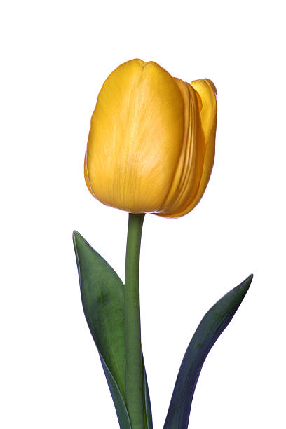 istock Tulip flowers - close-up 468599610