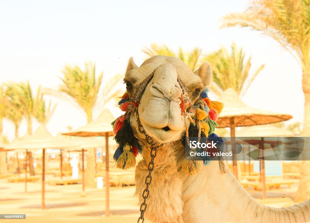 Camel's Head. Camel's Head. White lonely domestic Camel. Face of Camel. 2015 Stock Photo