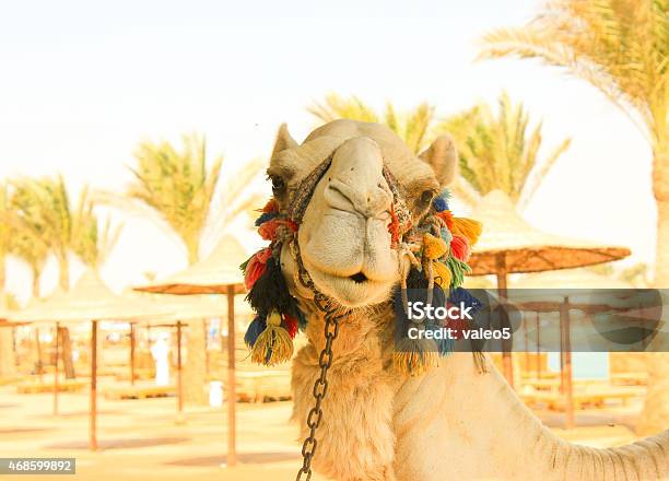 Camels Head Stock Photo - Download Image Now - 2015, Animal, Animal Body Part