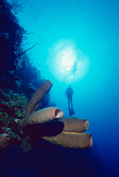 Mergulhador desfrutar de uma deriva Mergulho em Fiji - foto de acervo