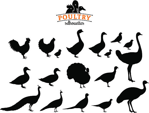 geflügel silhouetten isoliert auf weiss - poultry stock-grafiken, -clipart, -cartoons und -symbole