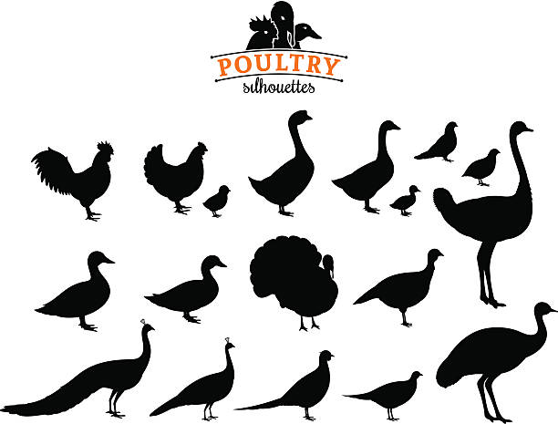 Poultry Silhouettes Isolated on White Poultry collection. Lots of poultry isolated on white for your work. drake male duck illustrations stock illustrations