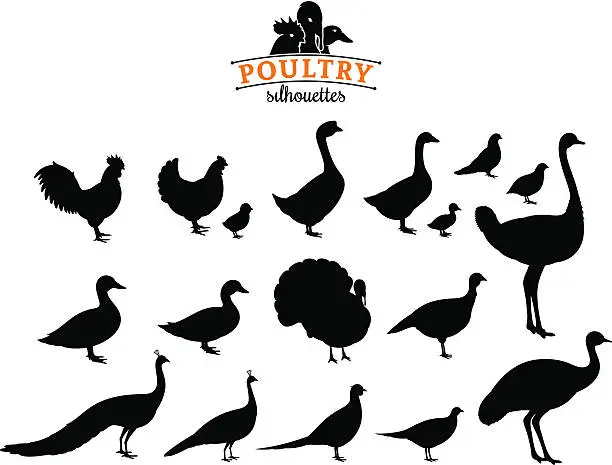 Vector illustration of Poultry Silhouettes Isolated on White