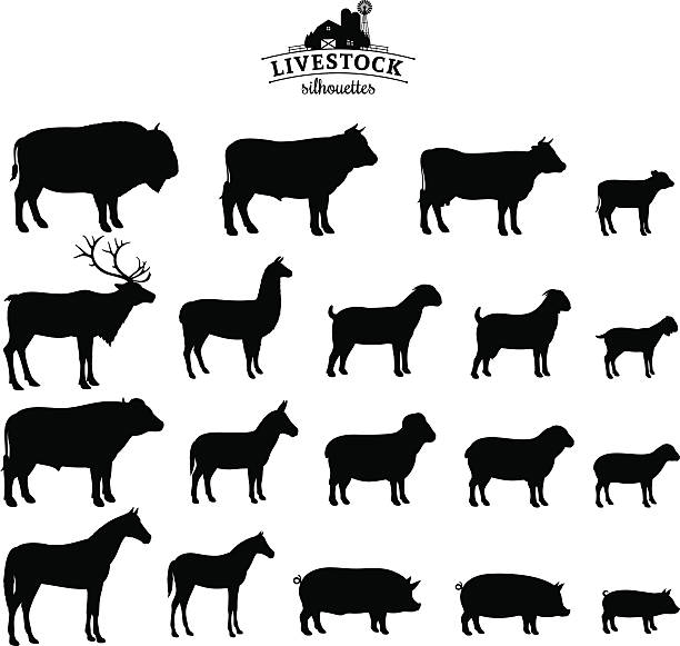 Vector Livestock Silhouettes Isolated on White Farm animals collection. Lots of farm animal isolated on white for your work. pig silhouettes stock illustrations