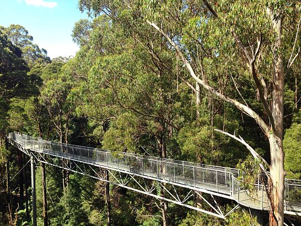 istock Walkway structure on the top of the tree 468600860