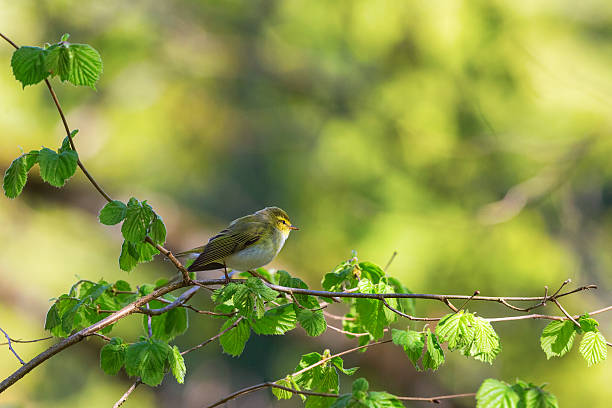 istock Green Warbler on a branch 468600874