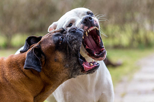 Playing dogs Fighting dogs. Dogs barking at each other, showing fangs. dogo argentino stock pictures, royalty-free photos & images