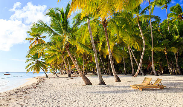 istock Caribbean beach in Dominican Republic 468605178