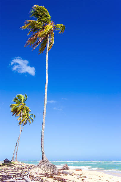 Palm trees on caribbean beach in Dominican Republic