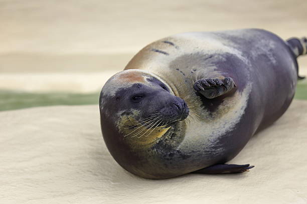 istock Seal greeting in aquarium 468605352