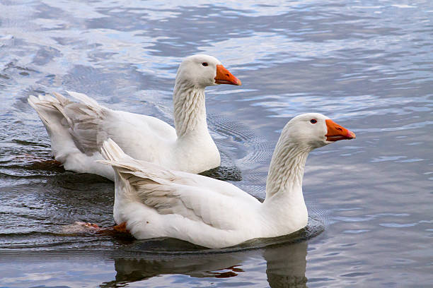 istock Emden Goose Couple 468605386